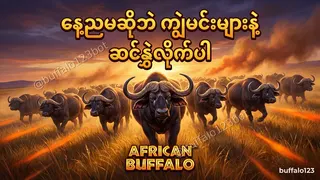 Ad creative on Telegram Ads @buffalo123bot